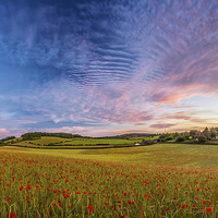 Buy canvas prints of Dramatic Sunset on a Poppy Field in Kent by John Ly