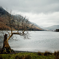 Buy canvas prints of Lonely Tree in the Lake District by John Ly