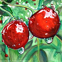 Buy canvas prints of Red ripe Cherries in the orchard watercolor painti by Manjiri Kanvinde