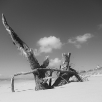 Buy canvas prints of Natural beach debris by Jeffrey Evans