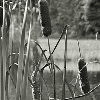 Buy canvas prints of Cat tails on the pond by Jeffrey Evans