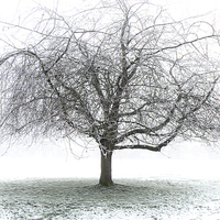 Buy canvas prints of Frosty Tree by Dave Harrison