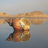 Buy canvas prints of Reflective Shell by Eric Watson