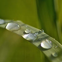 Buy canvas prints of Raindrops on Grass by Eric Watson