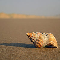 Buy canvas prints of Shell on Beach by Eric Watson
