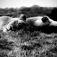 Buy canvas prints of Sleeping Lions by Graham Beerling