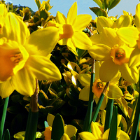 Buy canvas prints of Spring Daffodils by Graham Beerling