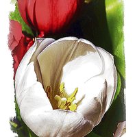 Buy canvas prints of Flower Painting Part 1 by Graham Beerling