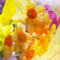 Buy canvas prints of Spring Daffs by Graham Beerling