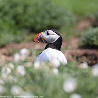 Buy canvas prints of Puffin by Claire Colston
