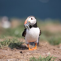 Buy canvas prints of Puffin with sand eels by Claire Colston