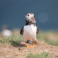 Buy canvas prints of Puffin with sand eels by Claire Colston