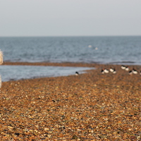 Buy canvas prints of Dog at beach by Claire Colston