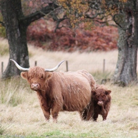 Buy canvas prints of Highland Cow and calf by Claire Colston
