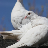 Buy canvas prints of White Doves by Claire Colston
