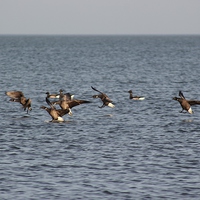 Buy canvas prints of Geese INCOMING by Claire Colston