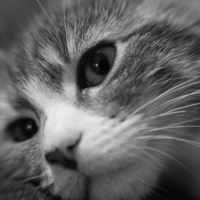 Buy canvas prints of Kitten by Claire Colston