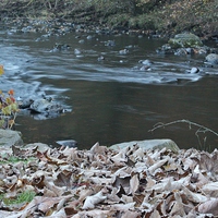 Buy canvas prints of Frosty Leaves, River Ardle by Claire Colston