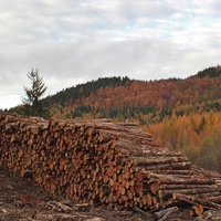 Buy canvas prints of Tree felling in Perthshire by Claire Colston