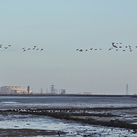 Buy canvas prints of Geese Flying by power station by Claire Colston