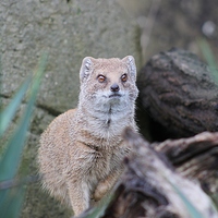 Buy canvas prints of Yellow Mongoose by Claire Colston