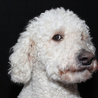 Buy canvas prints of  Labradoodle by Claire Colston