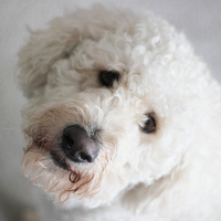 Buy canvas prints of  Labradoodle by Claire Colston