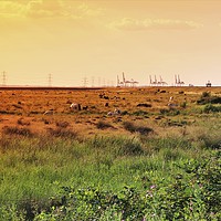 Buy canvas prints of Isle of Grain Horses by Claire Colston