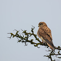 Buy canvas prints of Kestrel by Claire Colston