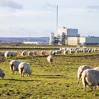 Buy canvas prints of Sheep in Sheppey by Claire Colston