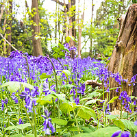 Buy canvas prints of Bluebells by Claire Colston