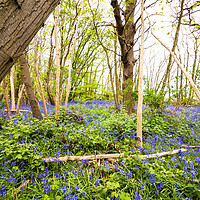 Buy canvas prints of Bluebells by Claire Colston
