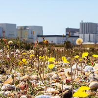 Buy canvas prints of Wildflowers-Dungerness Power Station by Claire Colston