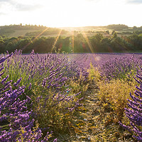 Buy canvas prints of Lavender Fields by Claire Colston
