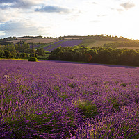 Buy canvas prints of Lavender Fields by Claire Colston