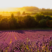 Buy canvas prints of Lavender Field by Claire Colston