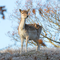 Buy canvas prints of Deer  by Claire Colston