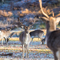 Buy canvas prints of Wild Deer by Claire Colston