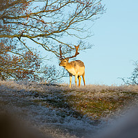 Buy canvas prints of Wild Deer by Claire Colston