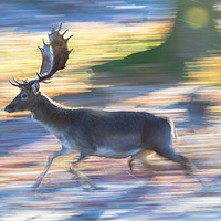 Buy canvas prints of Running Deer by Claire Colston