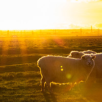 Buy canvas prints of Sheep at Sunset by Claire Colston