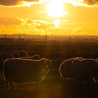 Buy canvas prints of Sheep at Sunset by Claire Colston