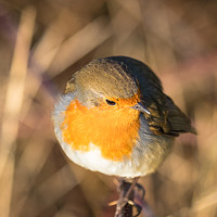 Buy canvas prints of robin by Claire Colston