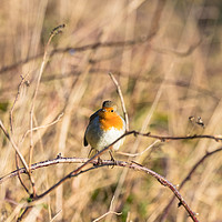 Buy canvas prints of Robin by Claire Colston