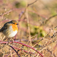 Buy canvas prints of Robin by Claire Colston