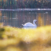 Buy canvas prints of Swan by Claire Colston