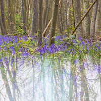 Buy canvas prints of Bluebell by Claire Colston