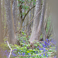 Buy canvas prints of Bluebells by Claire Colston