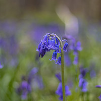 Buy canvas prints of Lone Bluebell by Claire Colston