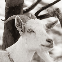 Buy canvas prints of Goat by Claire Colston